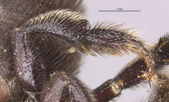 Media type: image;   Entomology 15712 Aspect: Leg hind